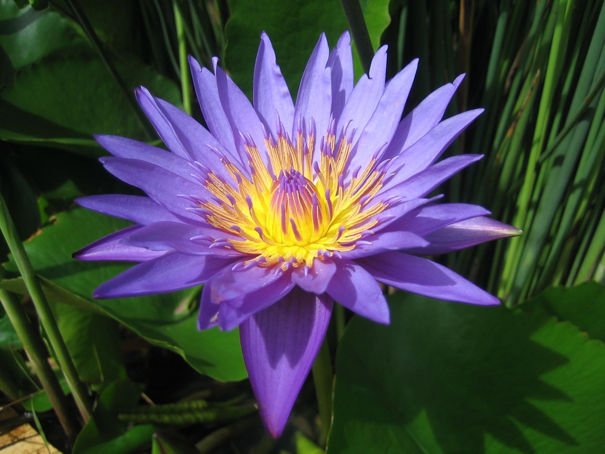 Detail Gambar Bunga Lotus Biru Nomer 31