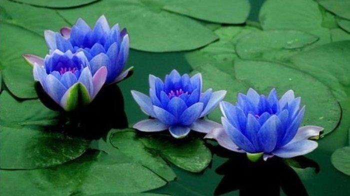 Detail Gambar Bunga Lotus Biru Nomer 5