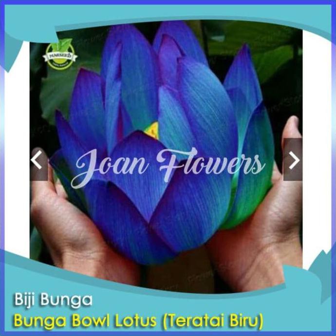 Detail Gambar Bunga Lotus Biru Nomer 40