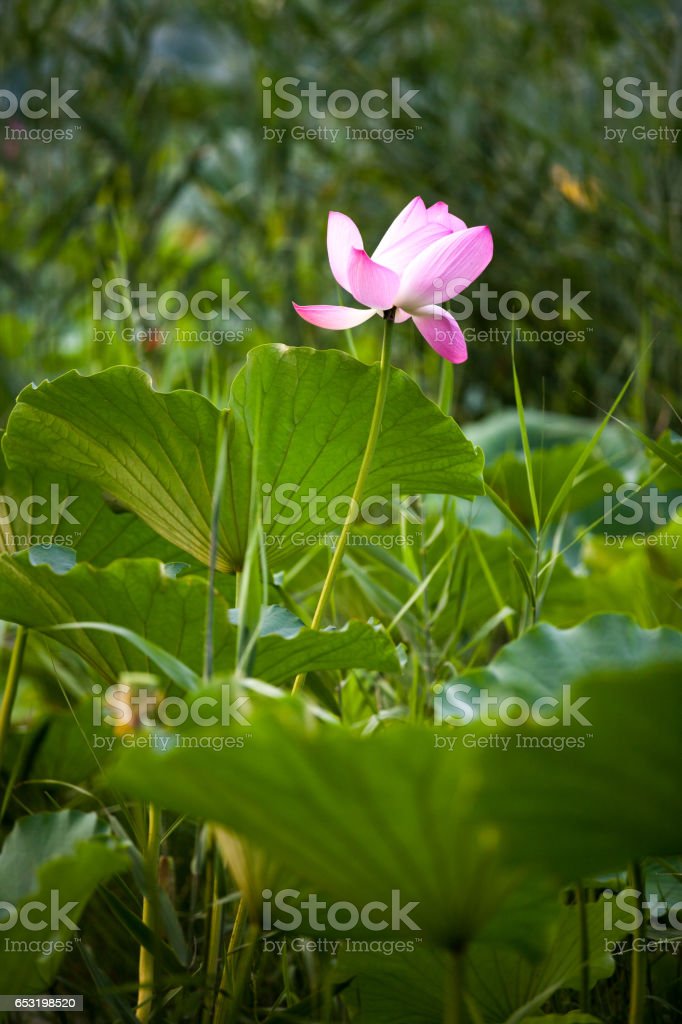 Detail Gambar Bunga Lotus Biru Nomer 43