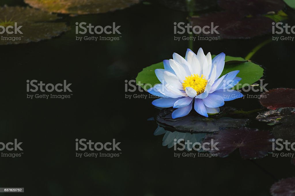 Detail Gambar Bunga Lotus Biru Nomer 46