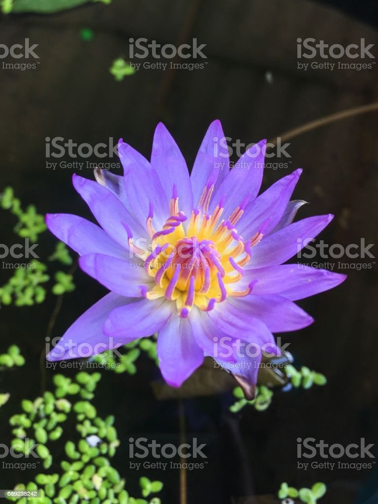 Detail Gambar Bunga Lotus Biru Nomer 48