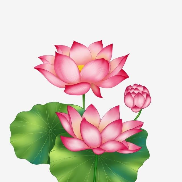 Detail Gambar Bunga Lotus Png Nomer 13