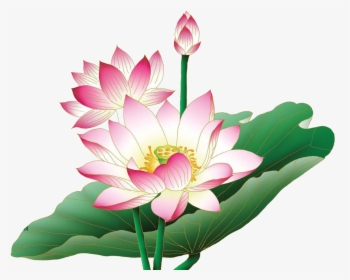 Detail Gambar Bunga Lotus Png Nomer 43
