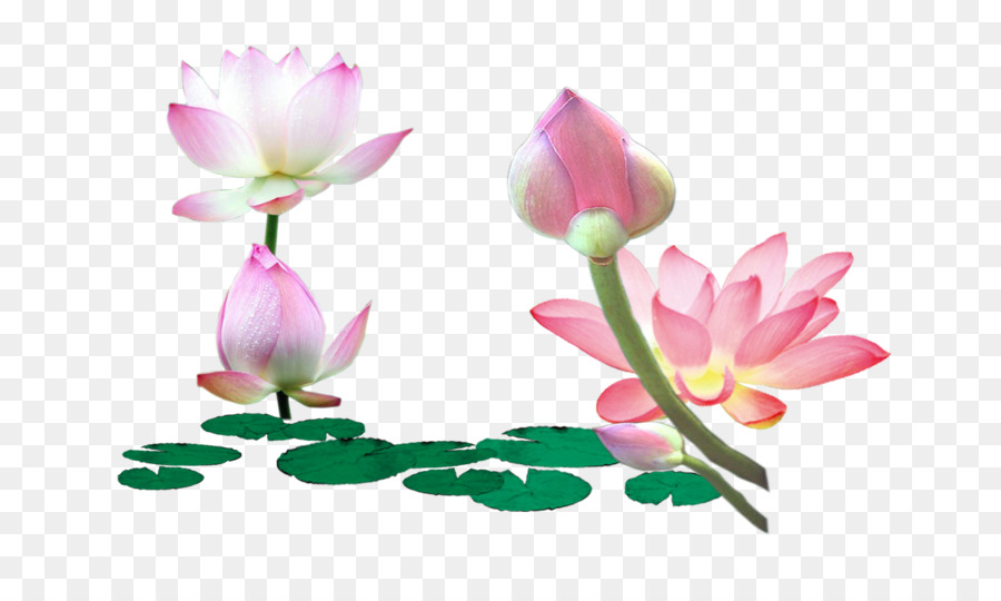 Detail Gambar Bunga Lotus Png Nomer 9