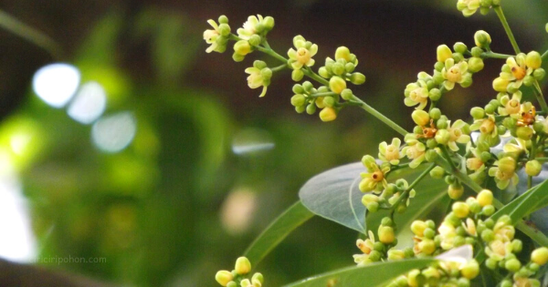 Detail Gambar Bunga Mahoni Nomer 4