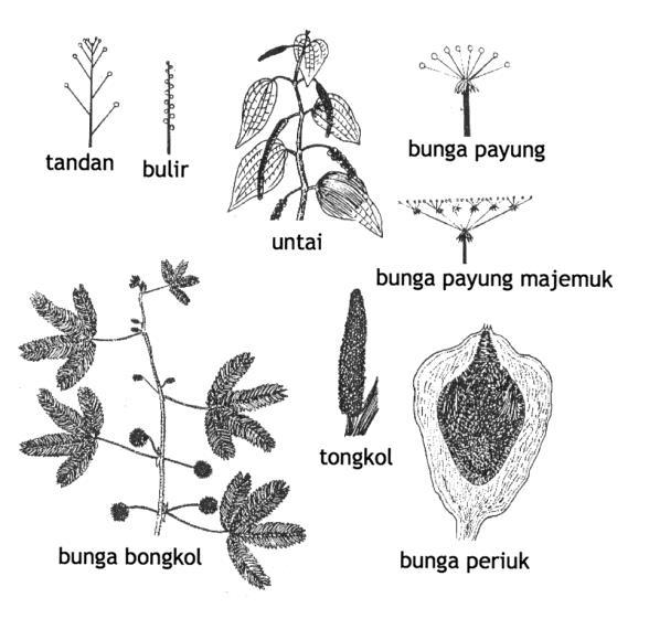 Detail Gambar Bunga Majemuk Dan Bagian Bagiannya Nomer 13