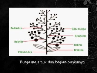 Detail Gambar Bunga Majemuk Dan Bagian Bagiannya Nomer 4