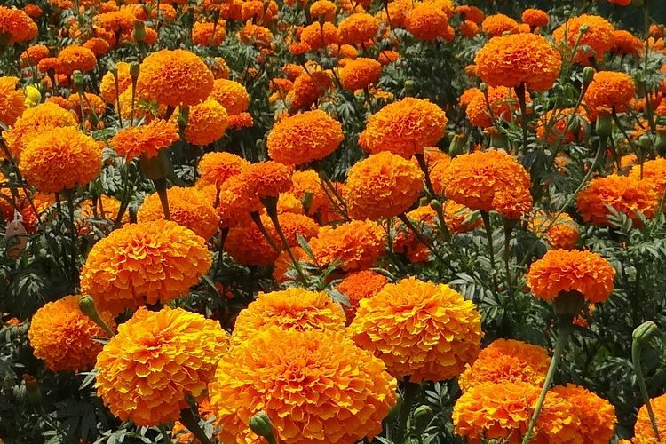 Gambar Bunga Marigold - KibrisPDR