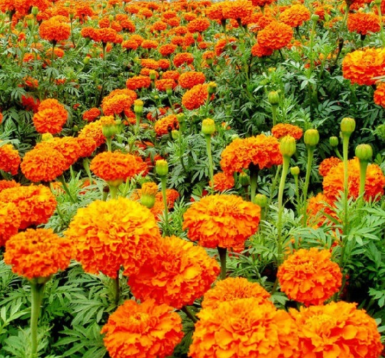 Detail Gambar Bunga Marigold Nomer 2