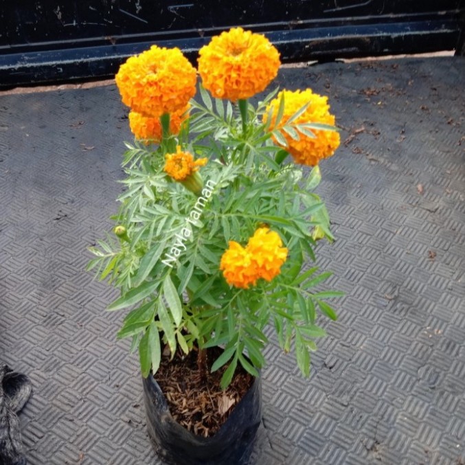 Detail Gambar Bunga Marigold Nomer 12