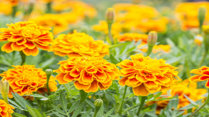 Detail Gambar Bunga Marigold Nomer 20