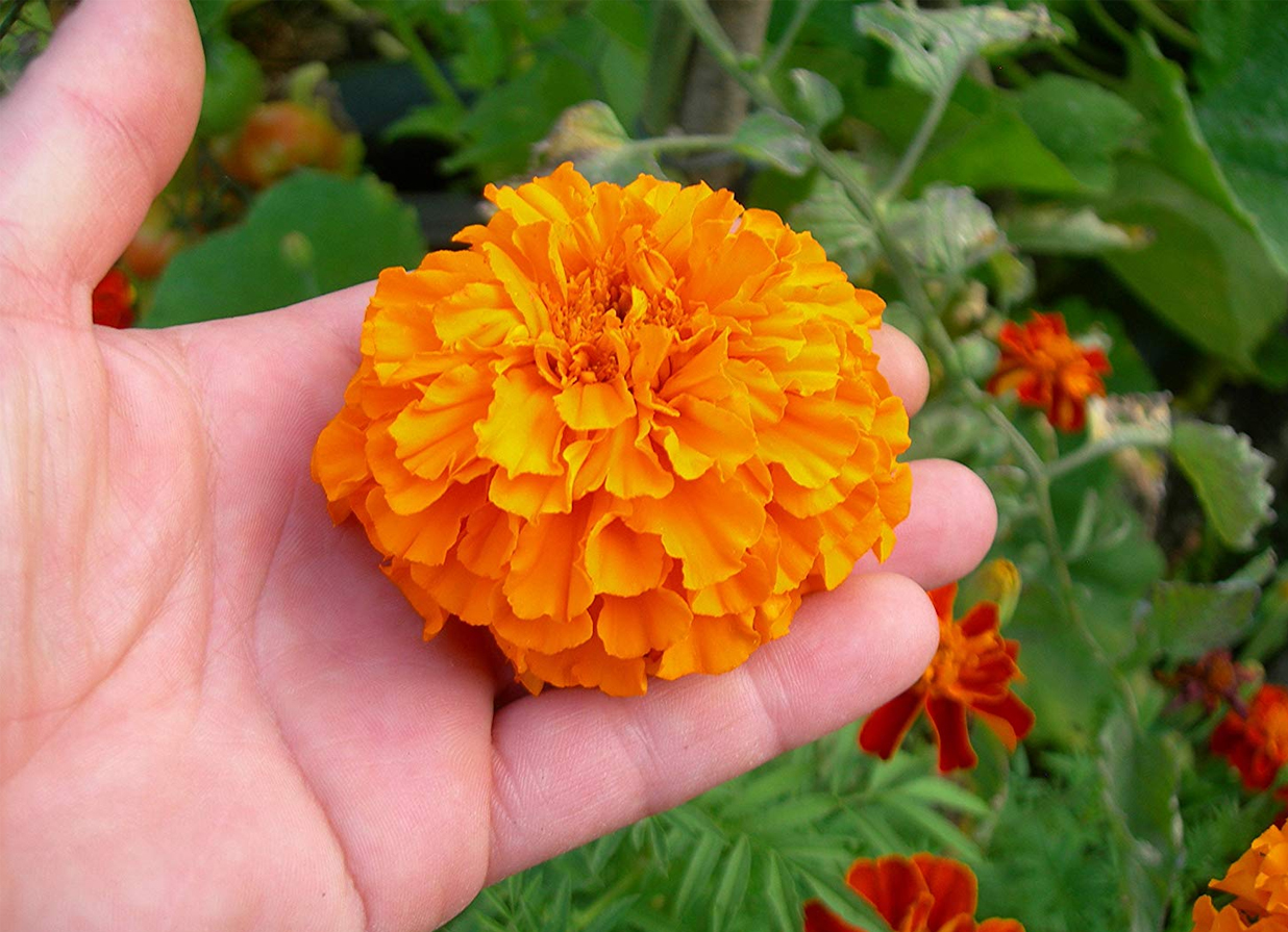 Detail Gambar Bunga Marigold Nomer 21