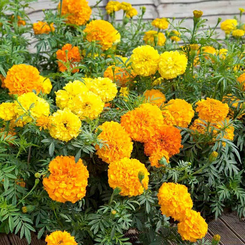 Detail Gambar Bunga Marigold Nomer 22