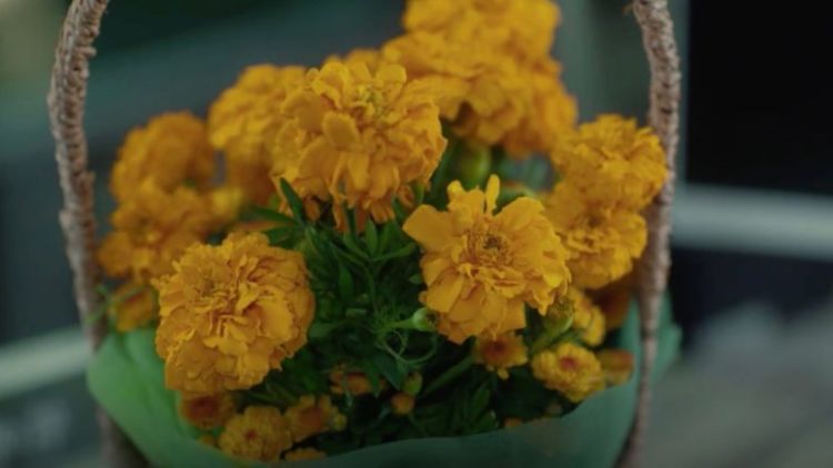 Detail Gambar Bunga Marigold Nomer 27