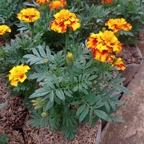 Detail Gambar Bunga Marigold Nomer 29