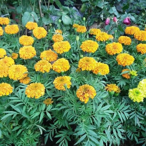 Detail Gambar Bunga Marigold Nomer 30