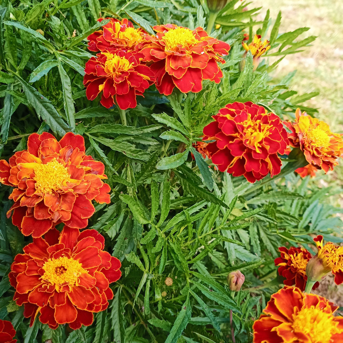 Detail Gambar Bunga Marigold Nomer 38