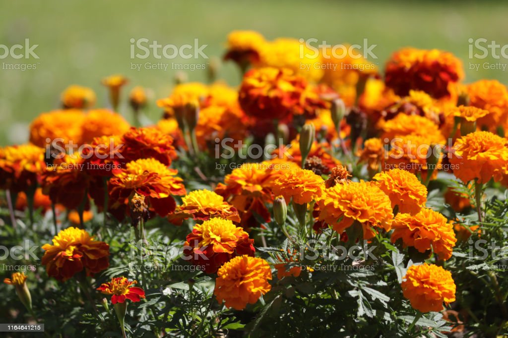 Detail Gambar Bunga Marigold Nomer 39