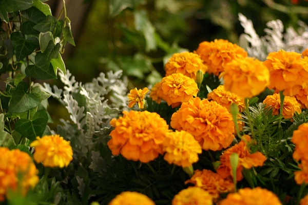 Detail Gambar Bunga Marigold Nomer 40