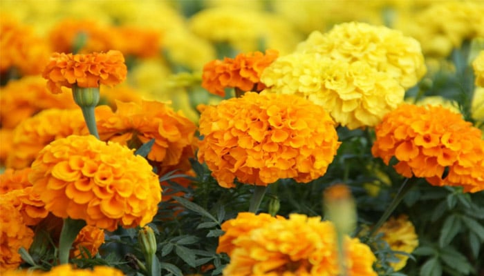 Detail Gambar Bunga Marigold Nomer 42