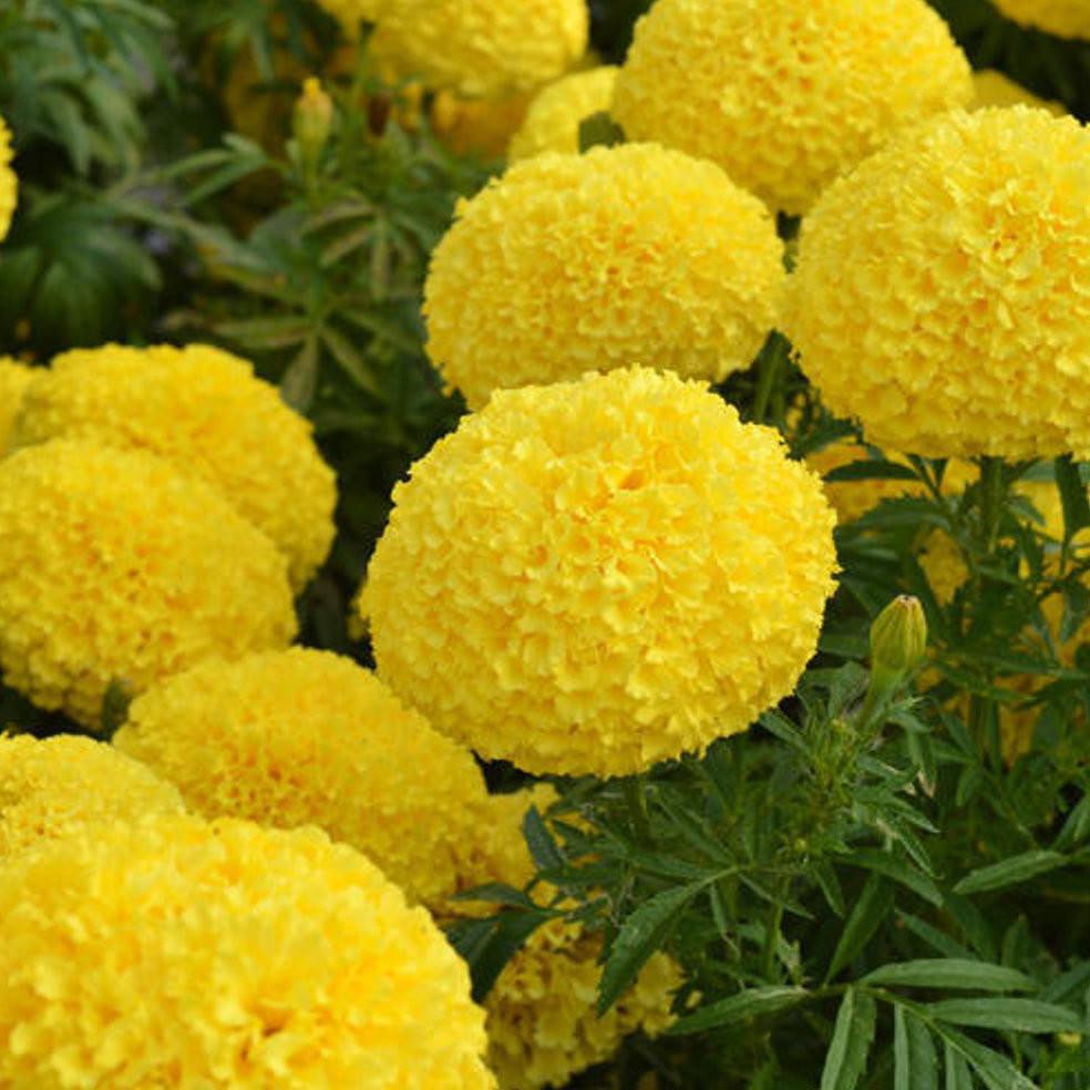 Detail Gambar Bunga Marigold Nomer 6