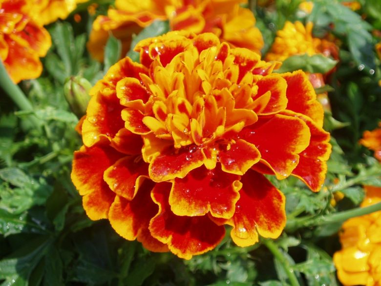 Detail Gambar Bunga Marigold Nomer 8