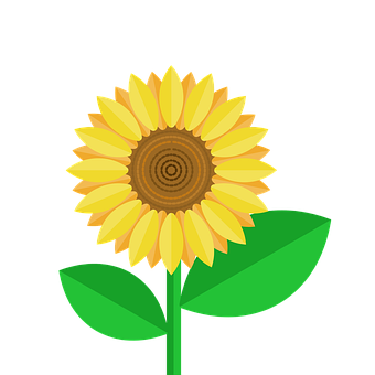 Detail Gambar Bunga Matahari Nomer 16
