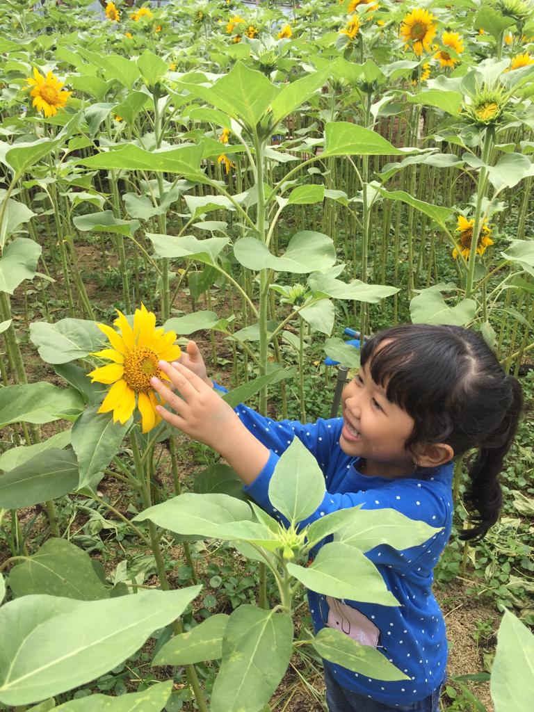 Detail Gambar Bunga Matahari Anak Anak Nomer 28