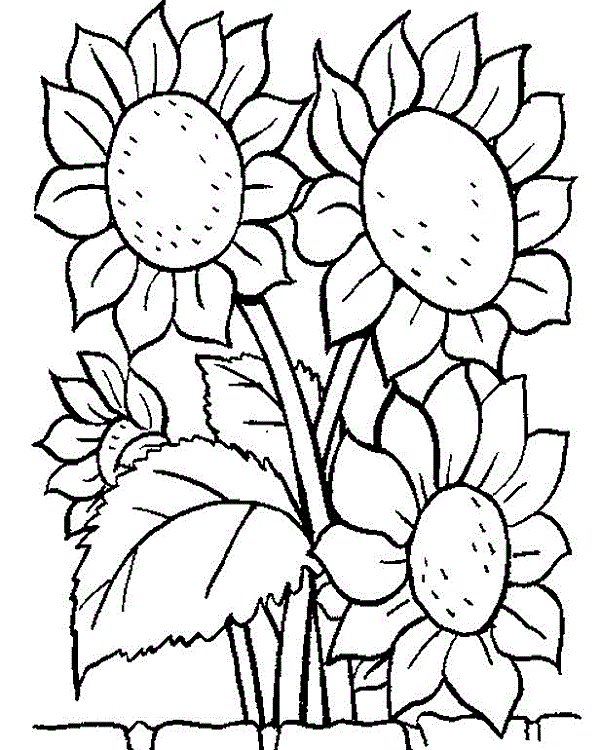 Detail Gambar Bunga Matahari Anak Sd Nomer 50