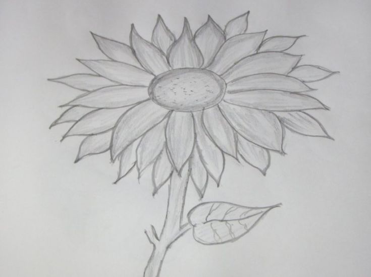 Detail Gambar Bunga Matahari Arsiran Nomer 10