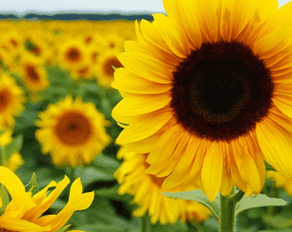 Detail Gambar Bunga Matahari Berwarna Nomer 14