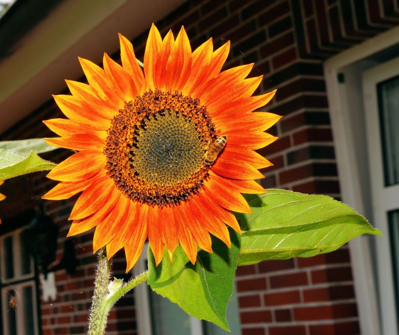 Detail Gambar Bunga Matahari Berwarna Nomer 21