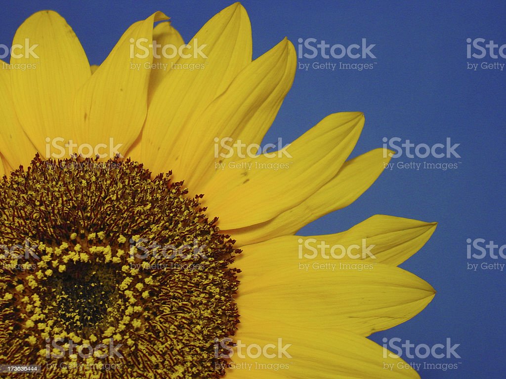 Detail Gambar Bunga Matahari Berwarna Nomer 24