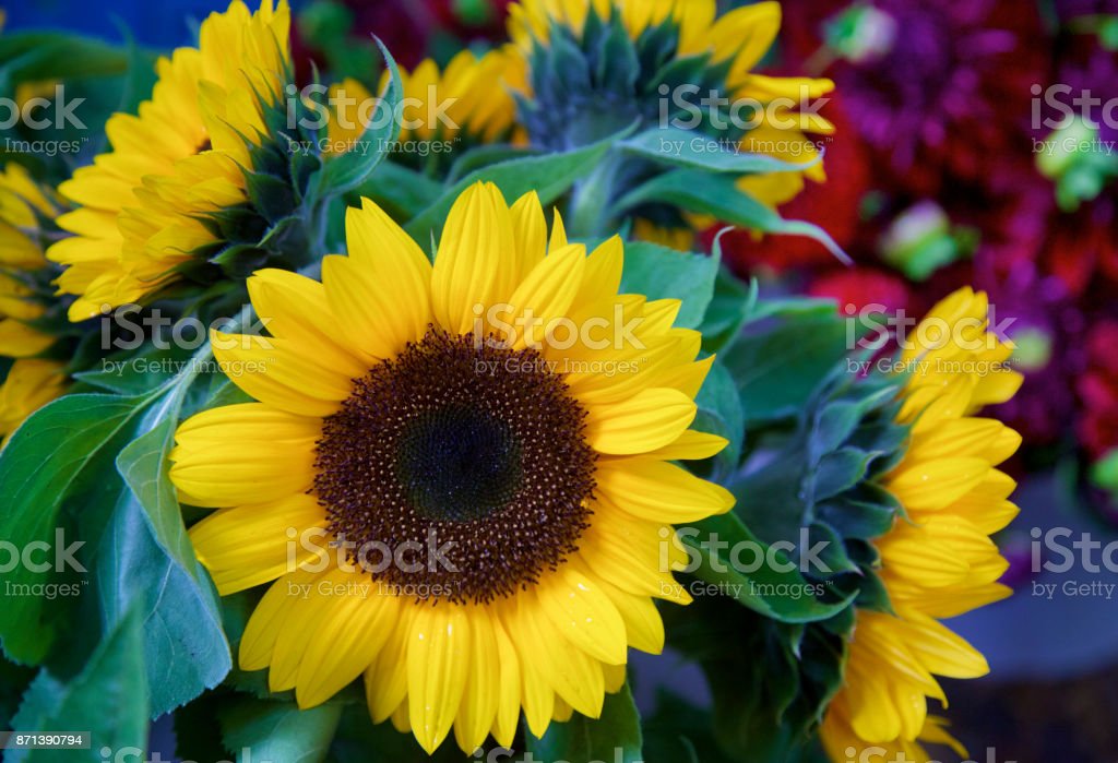 Detail Gambar Bunga Matahari Berwarna Nomer 41