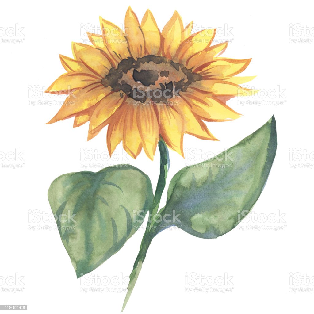 Detail Gambar Bunga Matahari Berwarna Nomer 53