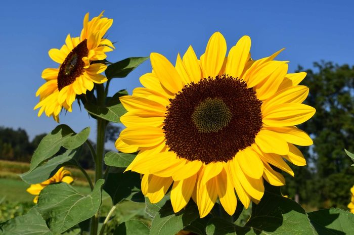 Download Gambar Bunga Matahari Cantik Nomer 19