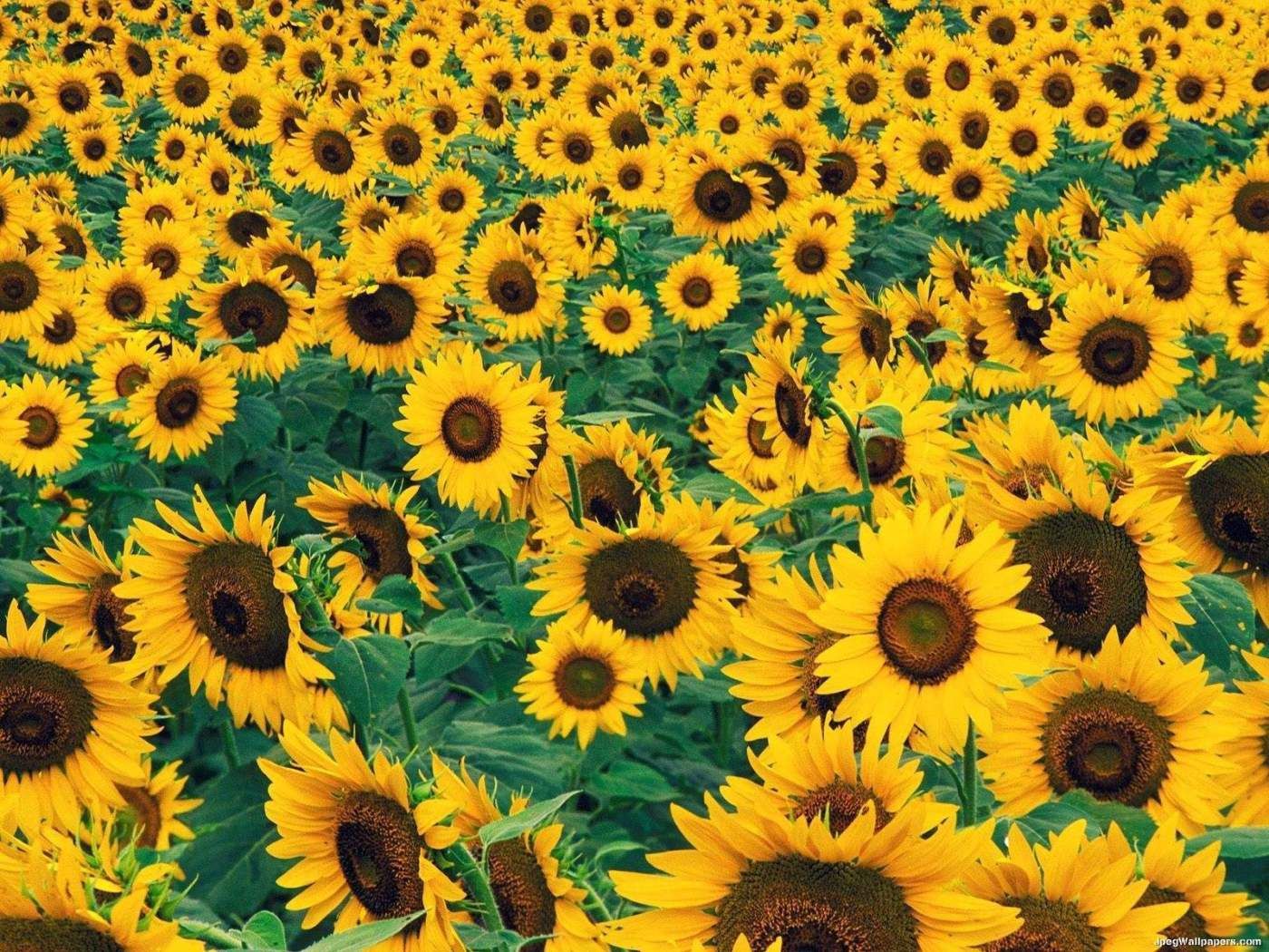 Download Gambar Bunga Matahari Cantik Nomer 5