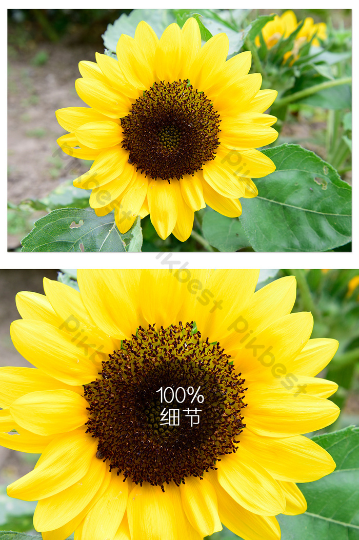 Detail Gambar Bunga Matahari Cantik Nomer 47