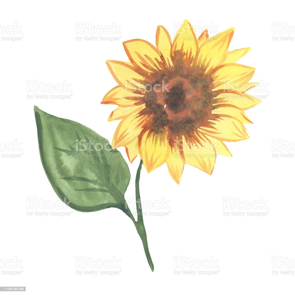 Detail Gambar Bunga Matahari Cat Air Nomer 31