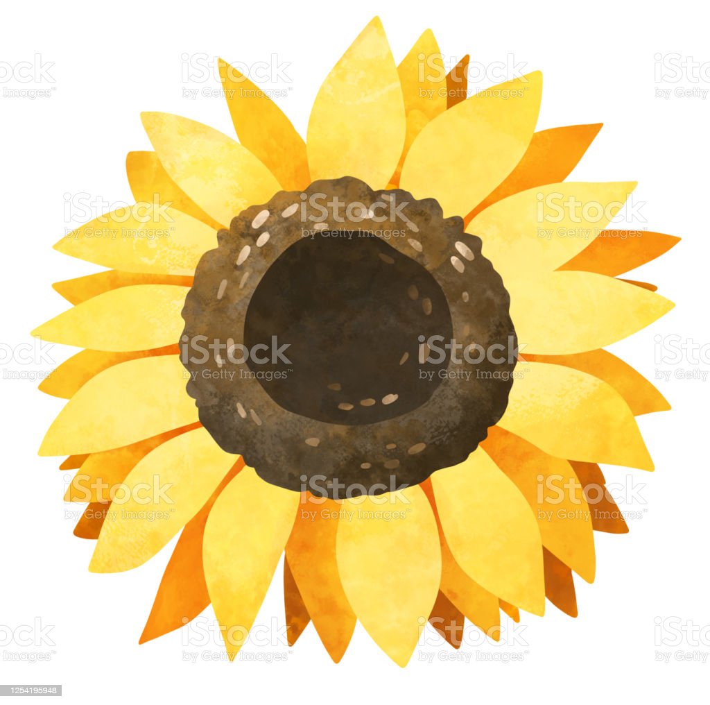 Detail Gambar Bunga Matahari Cat Air Nomer 40