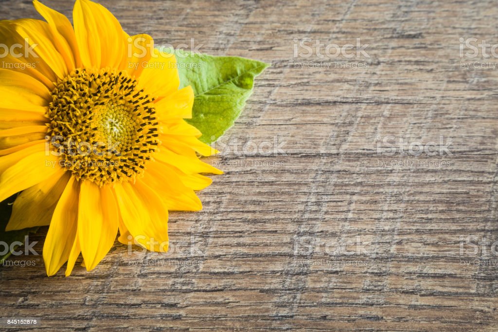 Detail Gambar Bunga Matahari Coklat Nomer 56
