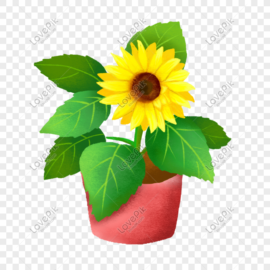 Detail Gambar Bunga Matahari Dalam Pot Nomer 19