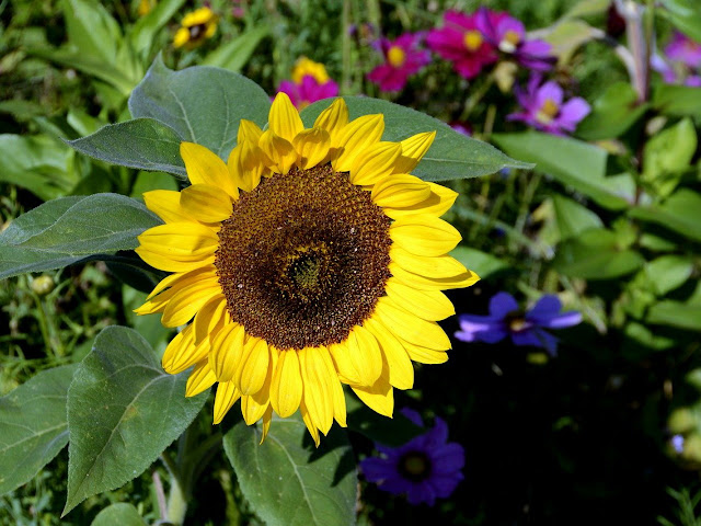 Detail Gambar Bunga Matahari Dalam Pot Nomer 24