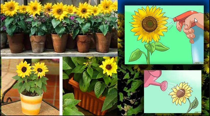 Detail Gambar Bunga Matahari Dalam Pot Nomer 42
