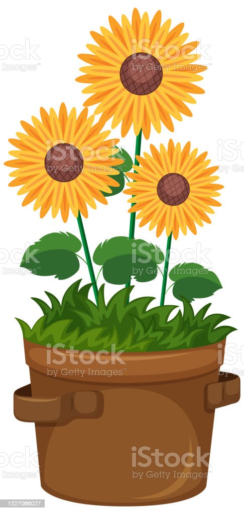 Detail Gambar Bunga Matahari Dalam Pot Nomer 56