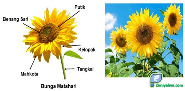 Detail Gambar Bunga Matahari Dan Bagiannya Nomer 4