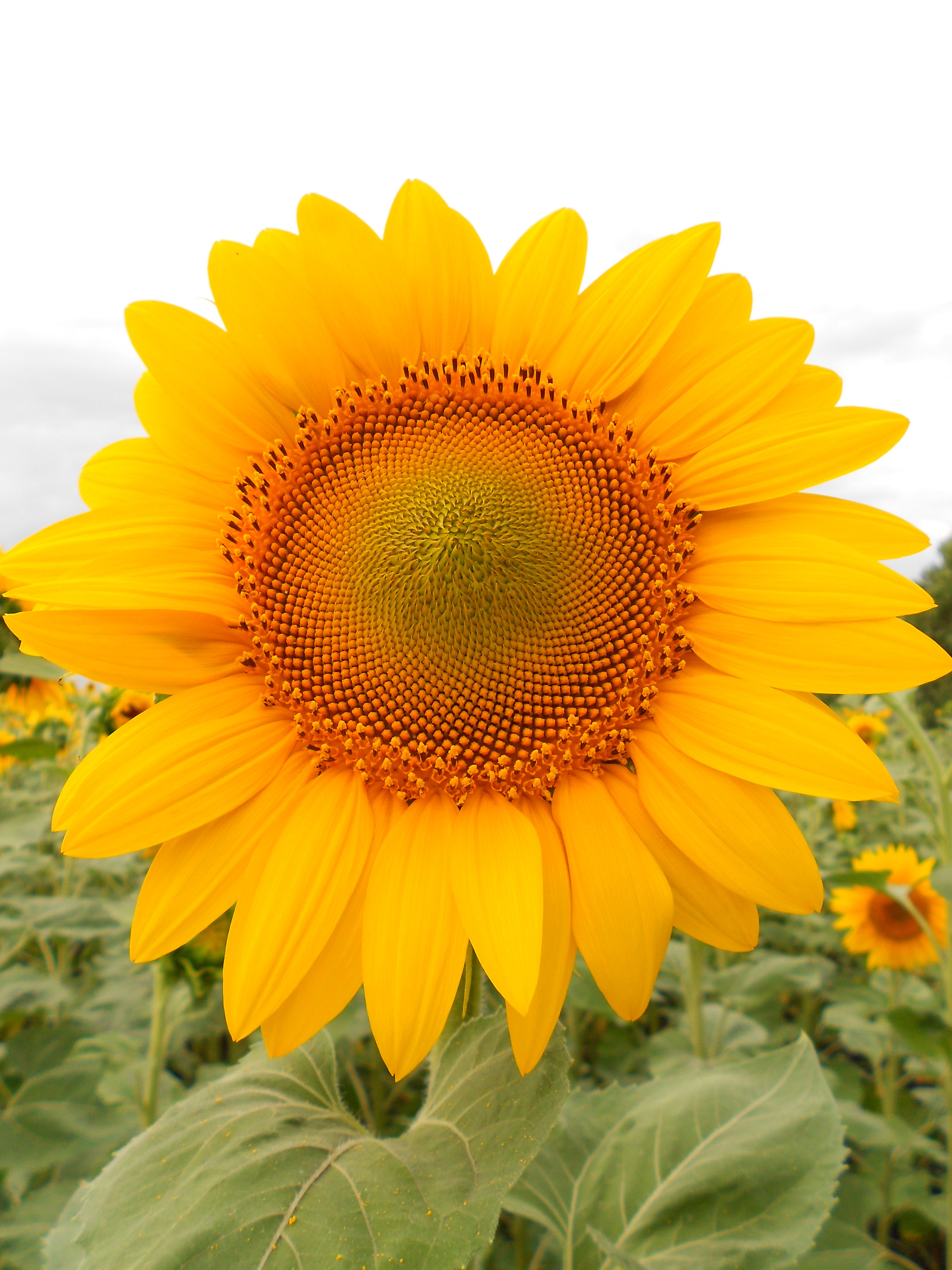Detail Gambar Bunga Matahari Dan Keterangannya Nomer 16