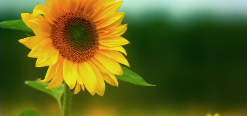 Detail Gambar Bunga Matahari Dan Keterangannya Nomer 31