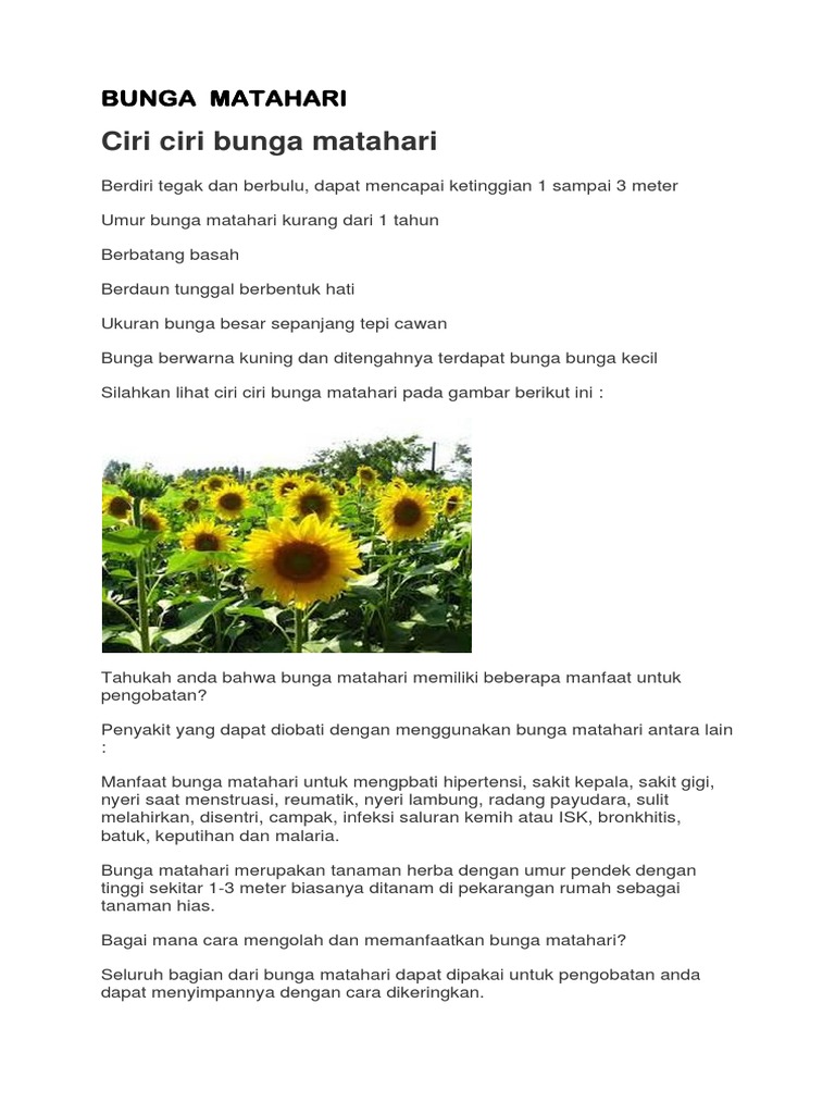Detail Gambar Bunga Matahari Dan Keterangannya Nomer 8